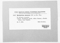 Synchytrium anemones image